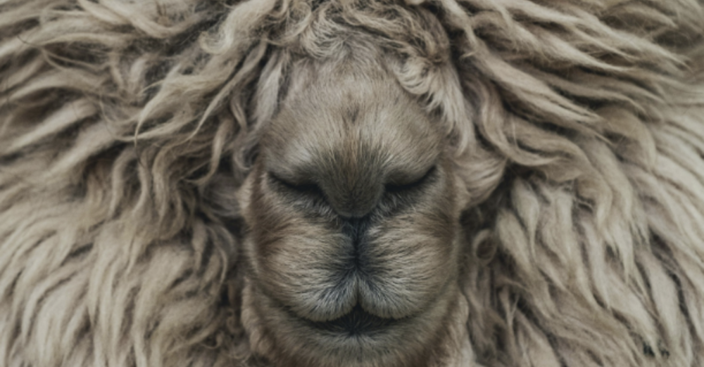 The Fourth Sunday of Easter - April 26, 2026