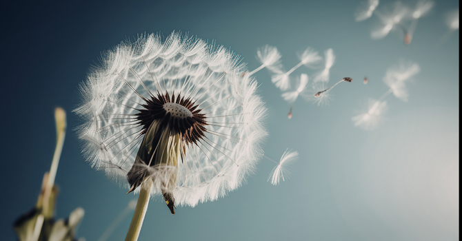 What We Thought We Needed & What Remains