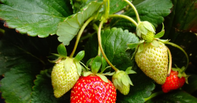 Strawberry Thanksgiving and Communion