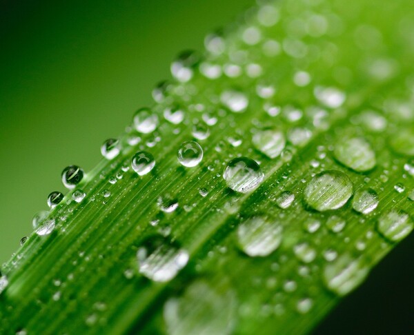 Parishioner's Corner