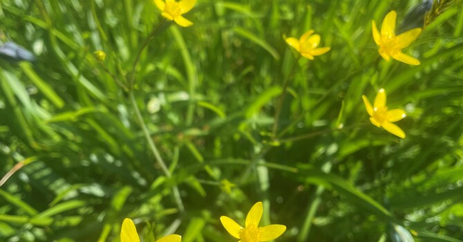 What's Blooming this Week at St. Peter's - April 22, 2026