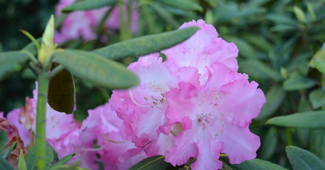 Comox United Church Walking Group