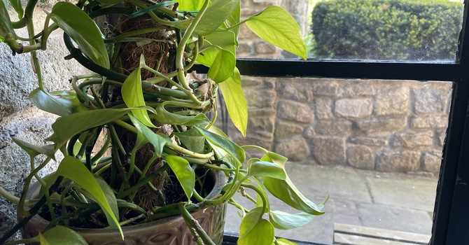 10:30 am Bulletin for April 26, 2026 image