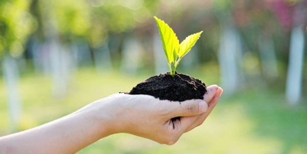 Call for Plant Donations: Garden Guild