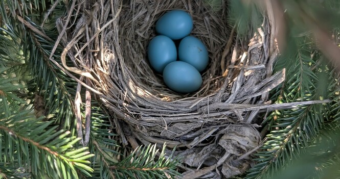 Passing the Peace - April 23, 2026