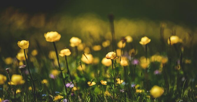 Fourth Sunday of Easter