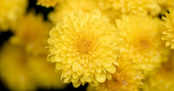 Altar Flowers for April 26