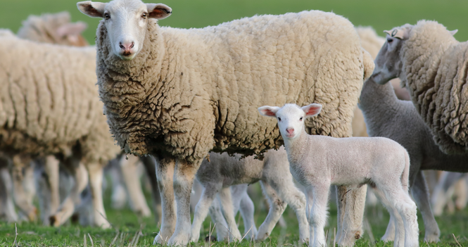 "A Shepherd for Me and for Ewe"