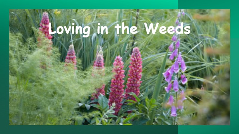 Loving in the Weeds