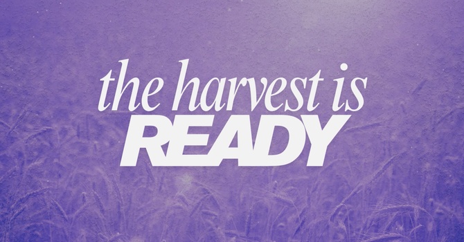 The Harvest is Ready