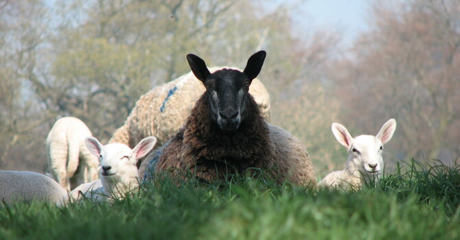 Listening for the voice of the Shepherd image