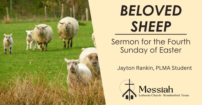 Beloved Sheep