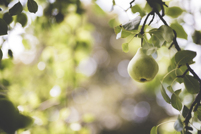 Fruit of The Spirit (Love)