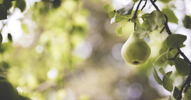 Fruit of The Spirit (Love)