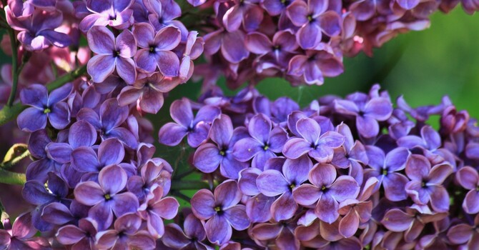 May 2026 Messenger image