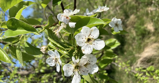 Flight of the Bumblebee image