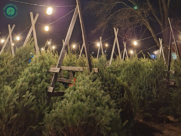 Christmas Tree Project: Share Your Voice