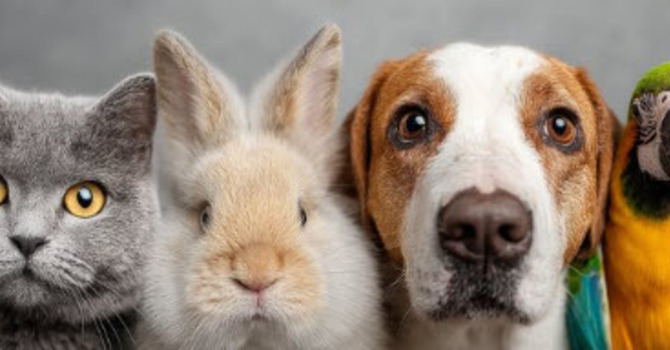 Zion UCC Animal Blessing Event