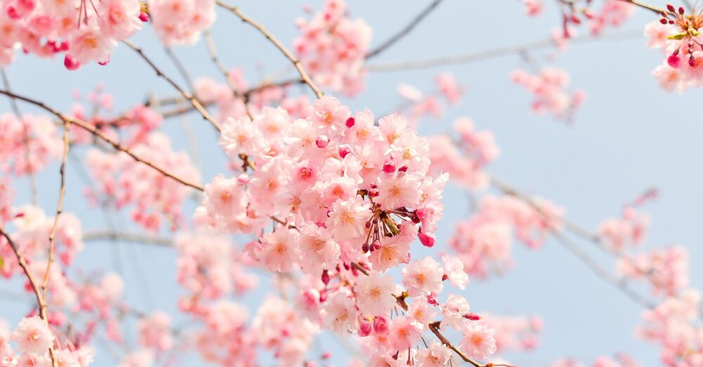 Fifth Sunday of Easter