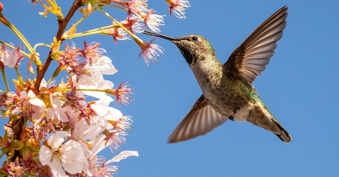 Look at the Birds of the Air 