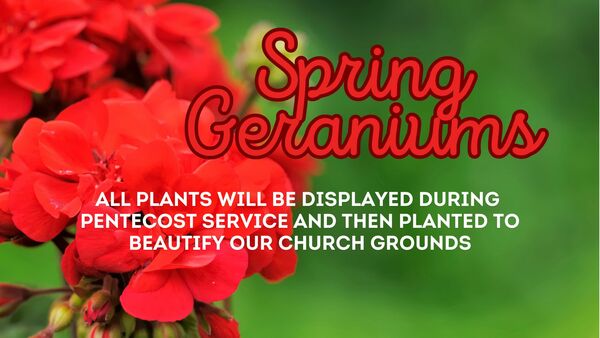 Spring Geraniums Sale