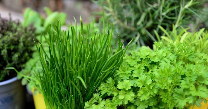 Elevate your cooking with Culinary Herbs image
