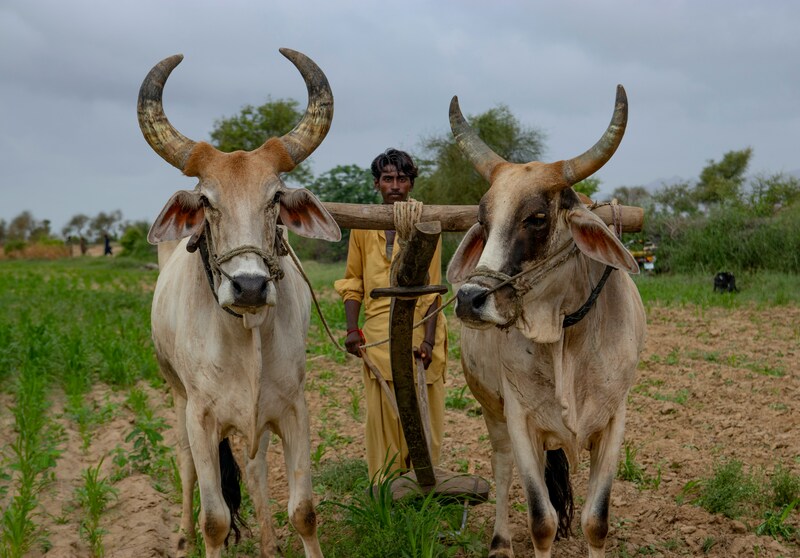 Resting Under A Burdensome Yoke