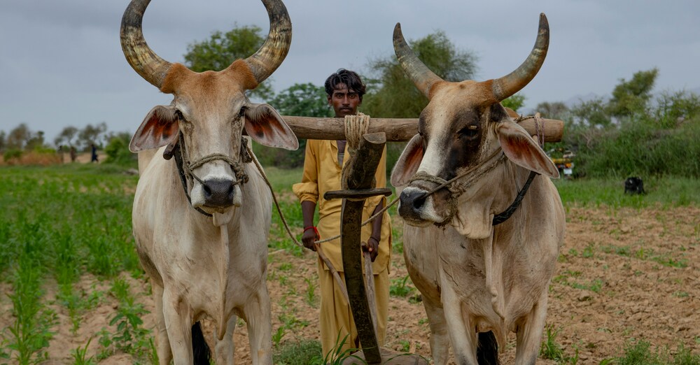 Resting Under A Burdensome Yoke