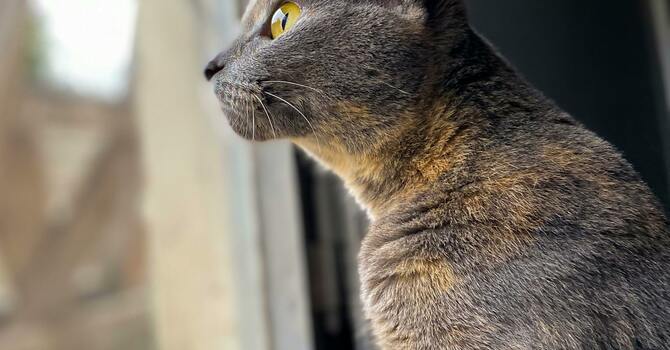AWAKENING CURIOSITY image
