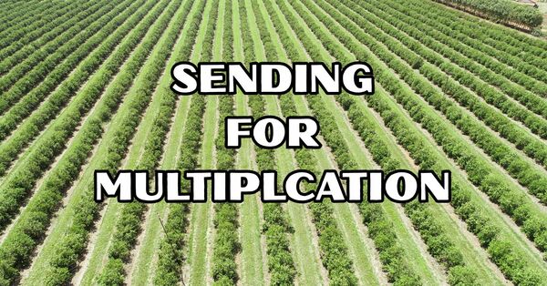 Sending for Multiplication