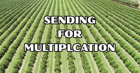 Sending for Multiplication