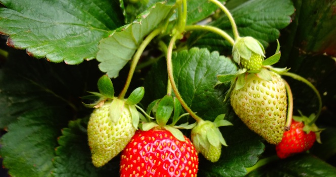 Strawberry Thanksgiving and Communion