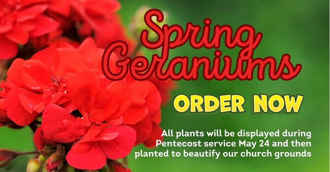 Geraniums for Pentecost