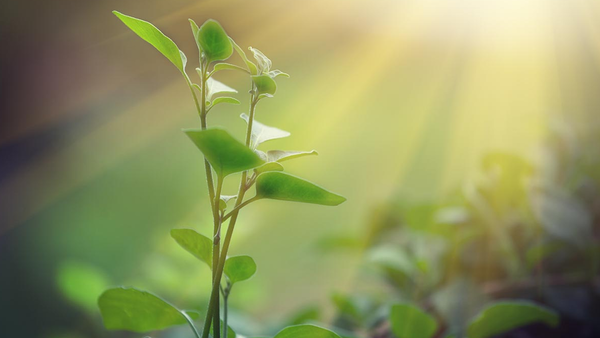 Growing Through What You Go Through