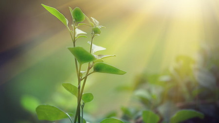 Growing Through What You Go Through