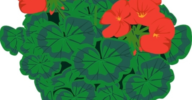Order Geraniums for Pentecost