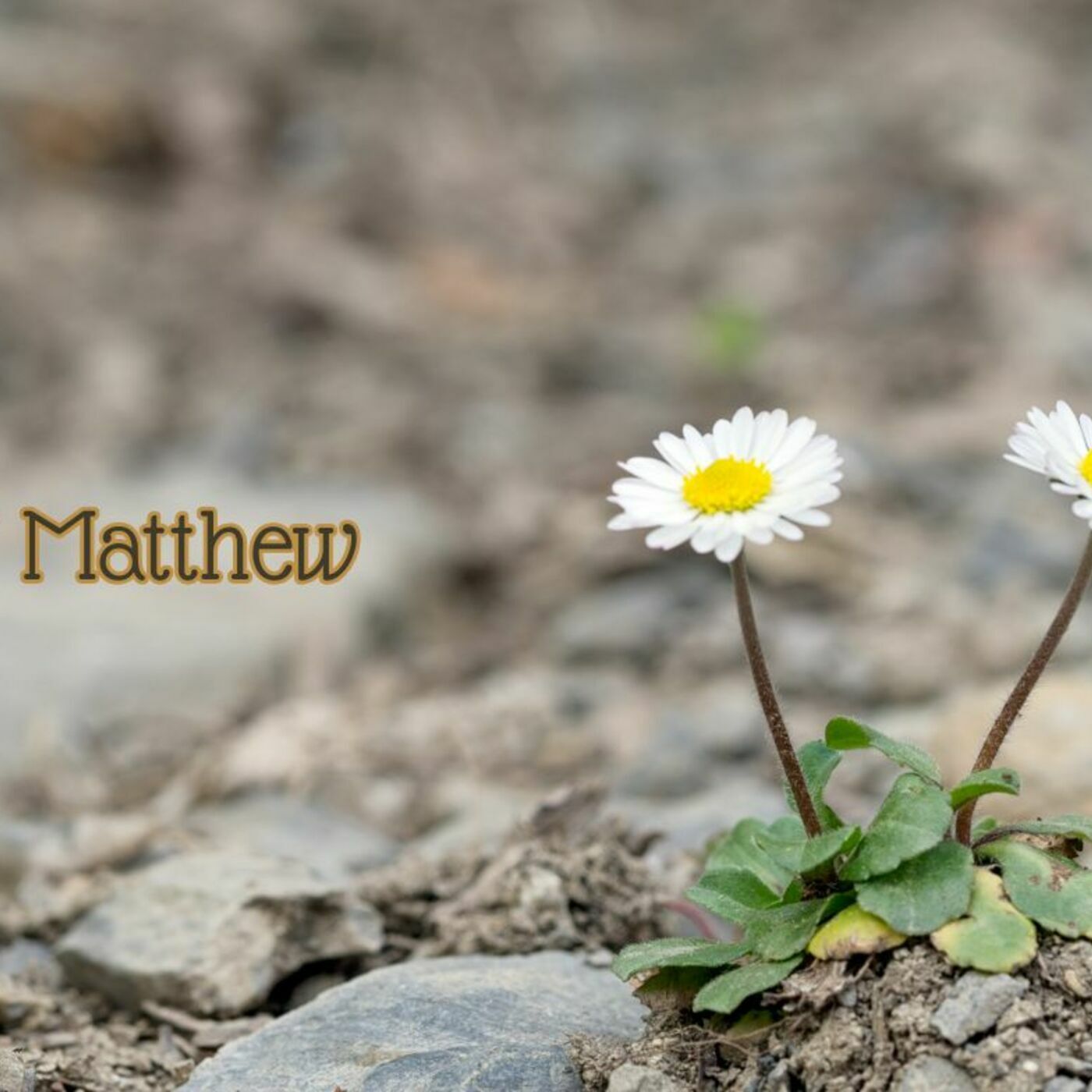 Matthew 13:24-30 & 36-43 episode artwork