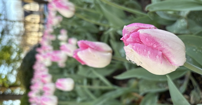 PLANTS AVAILABLE FOR EARLY PICKUP: TODAY
