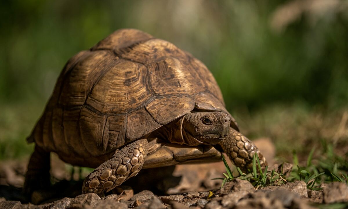 Slideshow image
