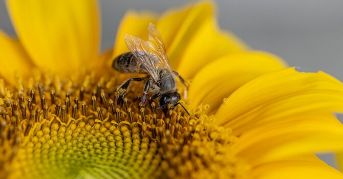 SALC Garden + Bees Updates