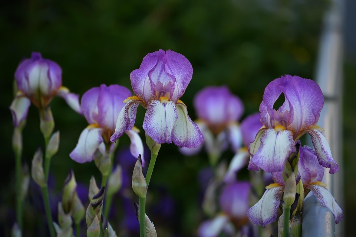 Slideshow image