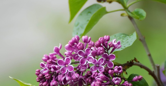 May 8, 2026 Devotion image