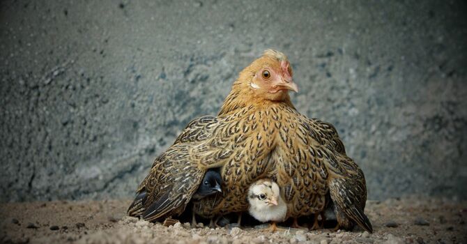 A Shelter for Each Other