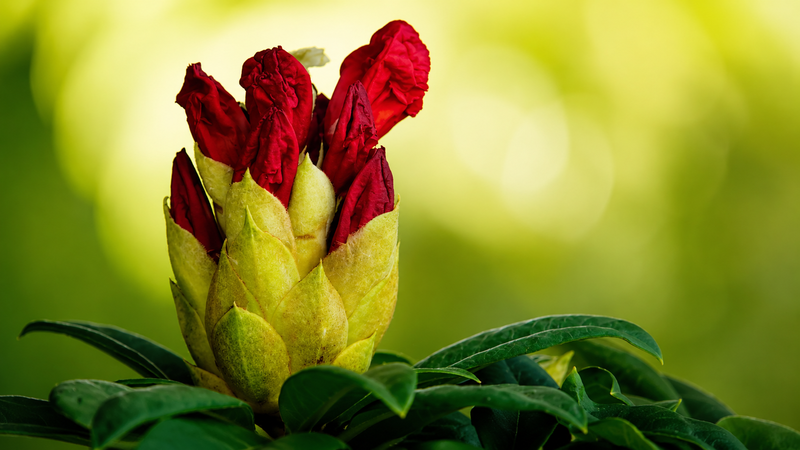 The Rhododendron Effect of the Holy Spirit