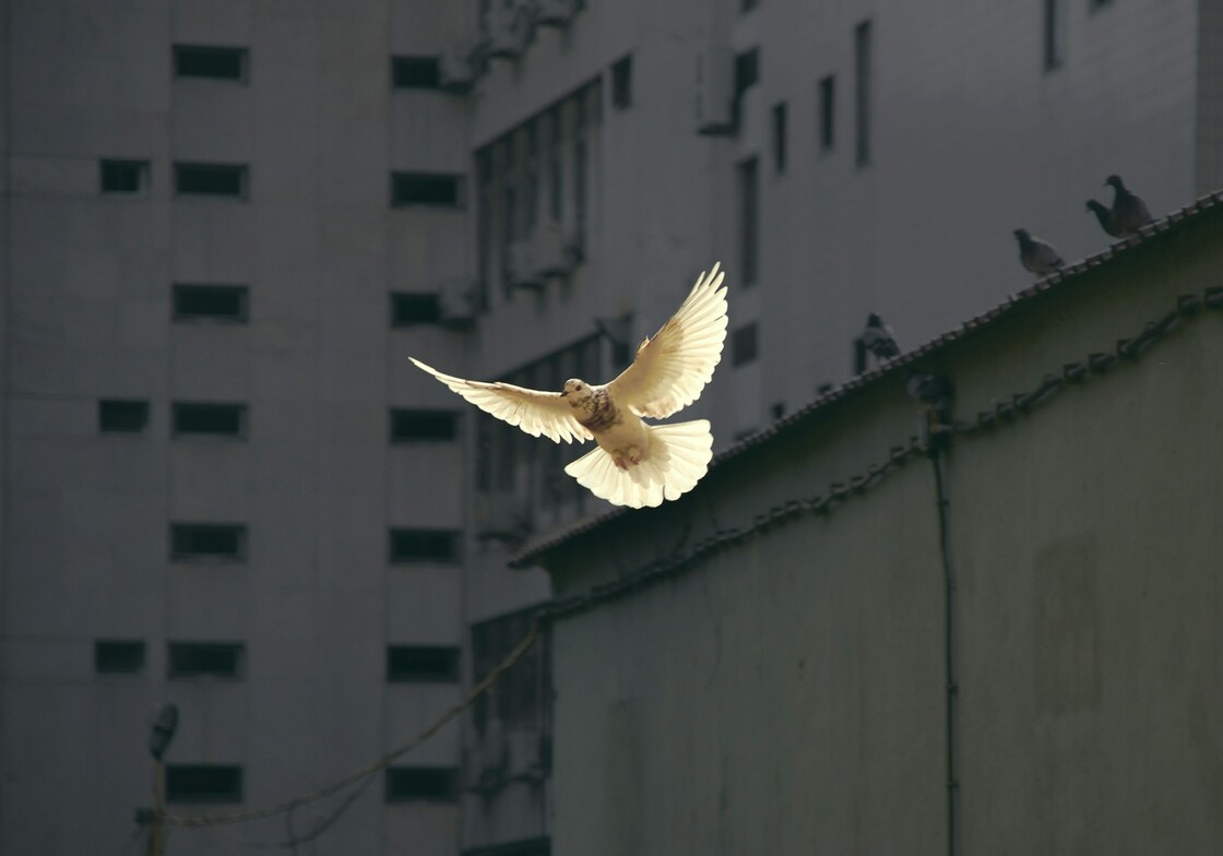 Slideshow image