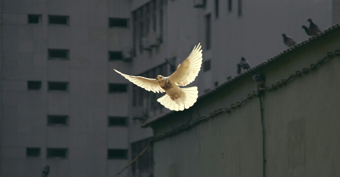 AND PREACHED PEACE TO YOU image