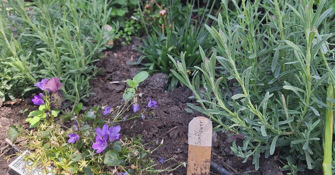 How Does Our Garden Grow? image