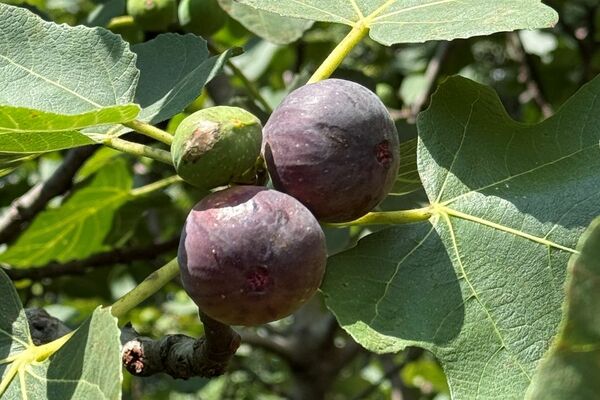 Fruit of the Spirit