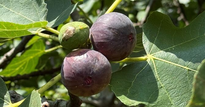 Fruit of The Spirit (Peace)