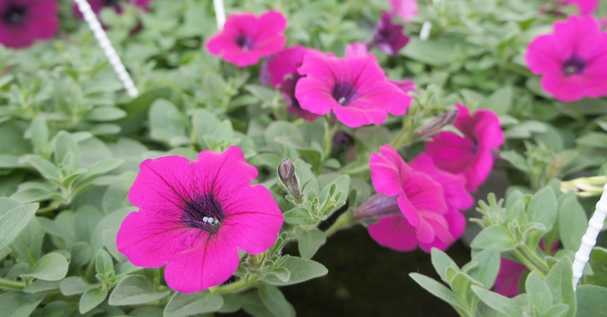 Pies, Plant Pokes and Plants sale